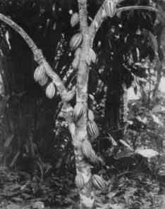 A cocoa plant, photographed in West Africa.  Nestlé was very proud of the fine beans used by its Hayes factory